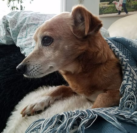 small dog sitting under blanket